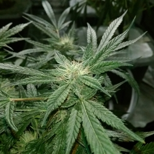 Day 82 - Defoliation time