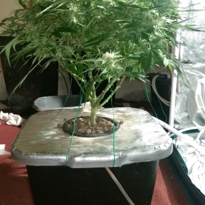 Day 82 - Defoliation time