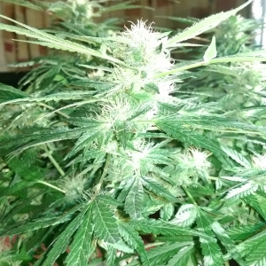 Day 82 - Defoliation time