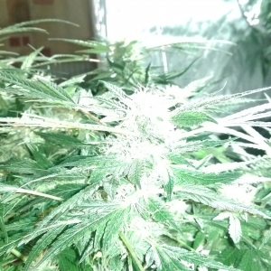 Day 82 - Defoliation time