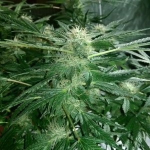 Day 82 - Defoliation time