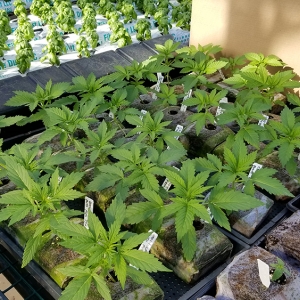 Seedlings