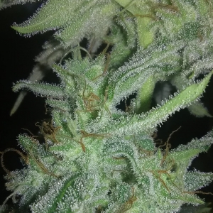 Forgotten Cookies DAY 64