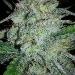 Forgotten Cookies