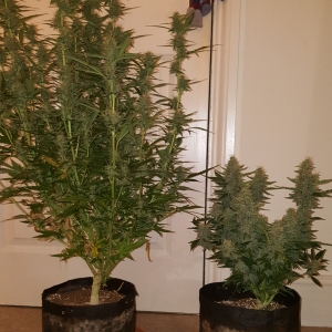 Bcn critical xxl autos