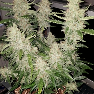 Bcn critical xxl auto