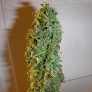 OGKush_A_Harvest_BudSmall