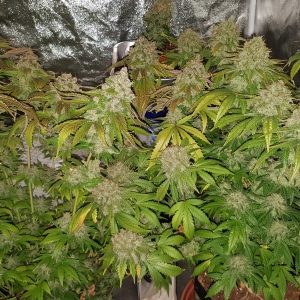 Diesel Drift & White Widow(both photoperiod)