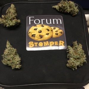 Forum Stomper buds