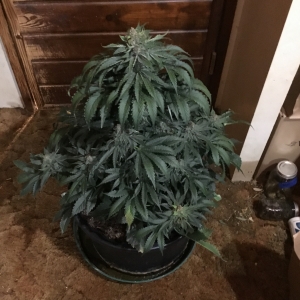 Deez Nuggz 65 days raw