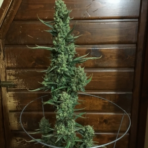 Fantasmo Express 76 days cola