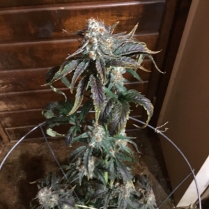 Sour Stomper 69 days