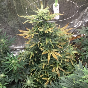 Auto Livers 62 days