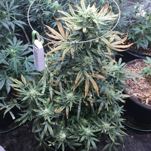 Auto Livers 64 days