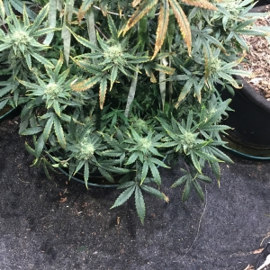 Auto Livers 64 days