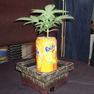 Fanta 2