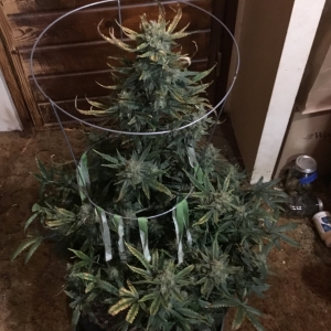 Auto Livers 74 days