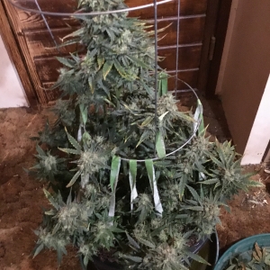 Auto Livers 74 days Frosty