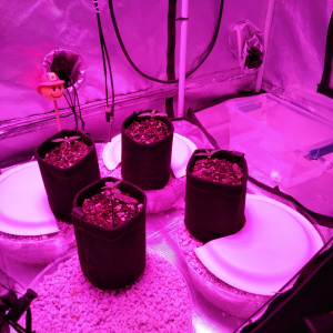 Sub irrigation saucers w/ WW auto seedlings (W1, D7) in air pots