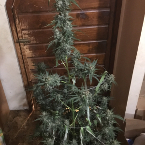 Grape Walker Kush 75 days