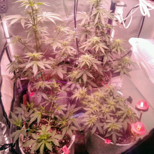 W6, D39, EB2, White Widow