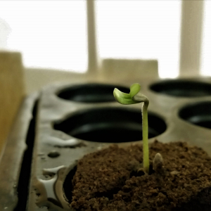 Seedling_in_plug