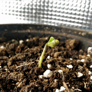 Seedling_new_home