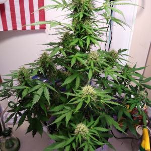 W9, D57, LB1, White Widow auto