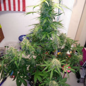 W10, LB2, D67 White Widow, auto