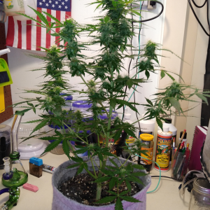 W9, LB1, D59, WW Auto, ILGM seeds