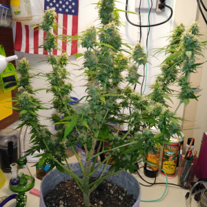 W12, D78, WW Auto #1, ILGM seeds