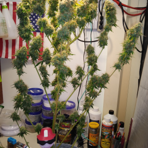 W12, D78, WW Auto #3, ILGM seeds