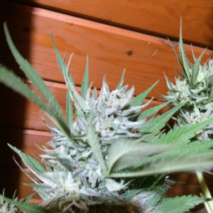 Sns frosty bud