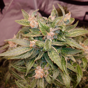 auto purple amnesia 11 weeks