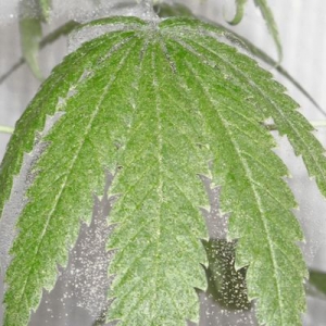 Cannatonic & Spider Mites