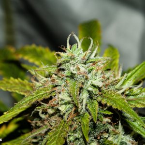 Mephisto Beary White X Man Bear closeup