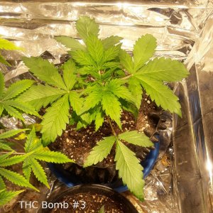 THC Bomb 3a.jpg