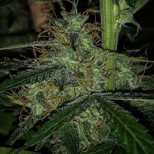 Seedstockers - Candy Dawg auto