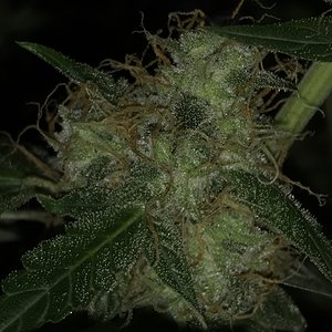 Seedstockers - Candy Dawg auto