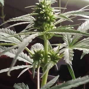 Male forgotten cookies forum stomper