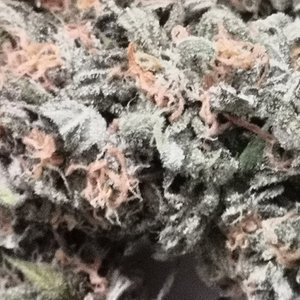 fast buds cream cookies pre cure