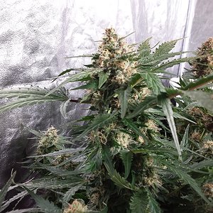 Clanseedsauto skunk kush