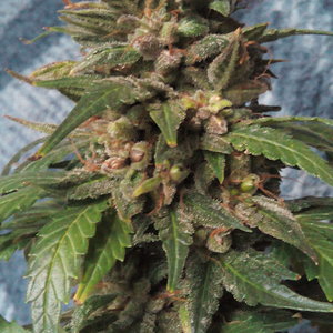 Blue Nuggets seeds