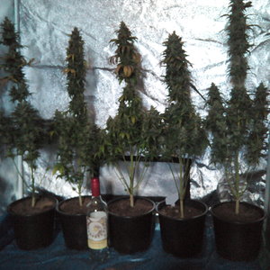 One row 3ltr pot