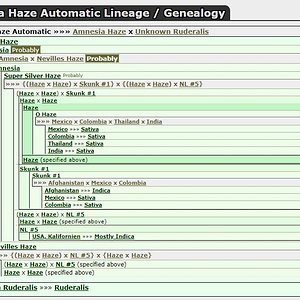 RQS Amnesia Auto Linage.jpg