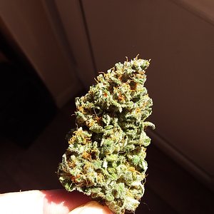 Stilton cross 3bear og