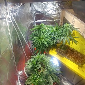 HSO Chemdawg Day 38 veg