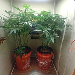 Day 16 Flower