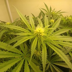 Cloud Candy Week 3 Flowering