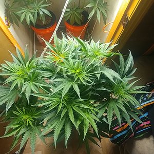 Chemdawg #1 Flowering